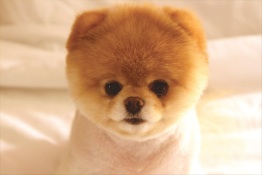 pet friendly carpet cleaner