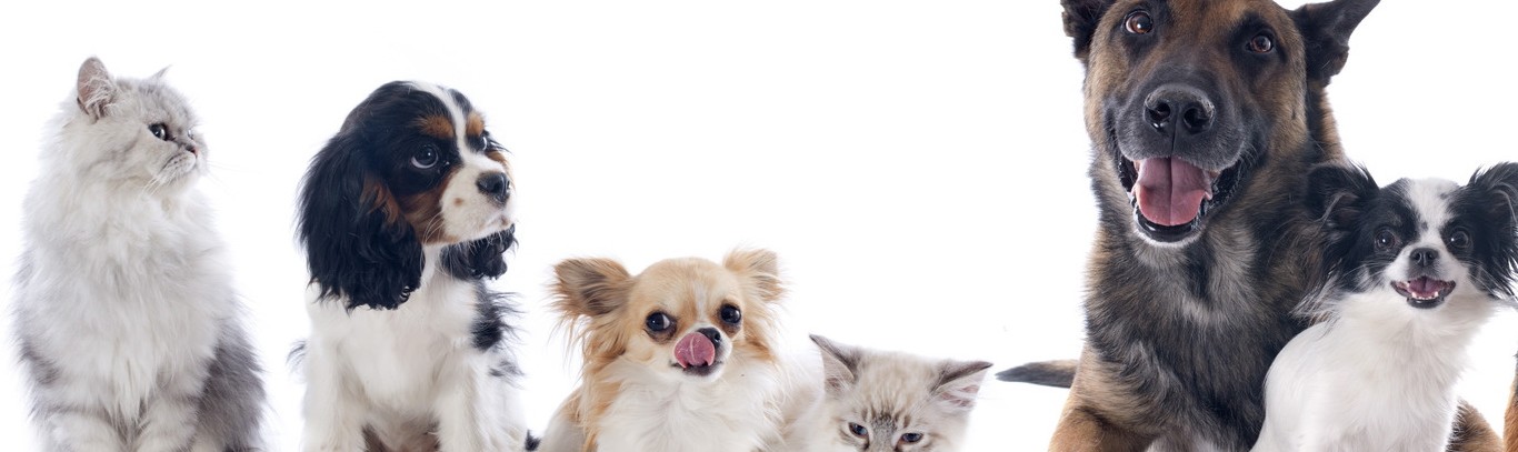 How to get pet urine smell out of carpet